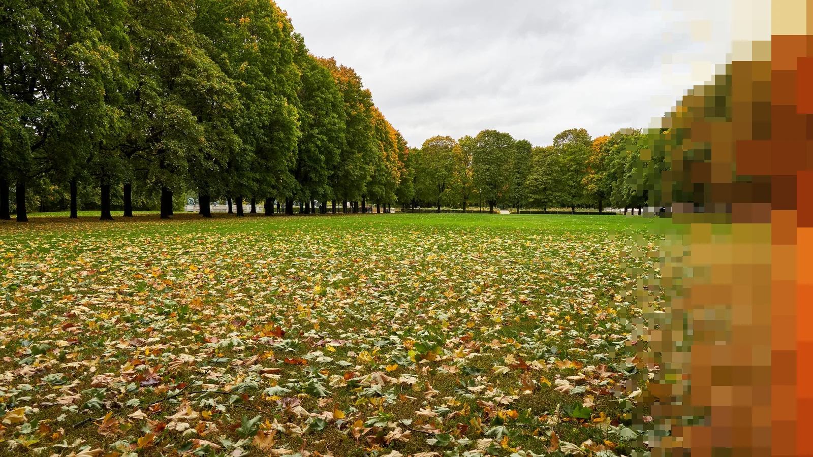 Gressplen dekket av gule og brune høstblader mellom lange rekker av trær i Frognerparken en grå dag