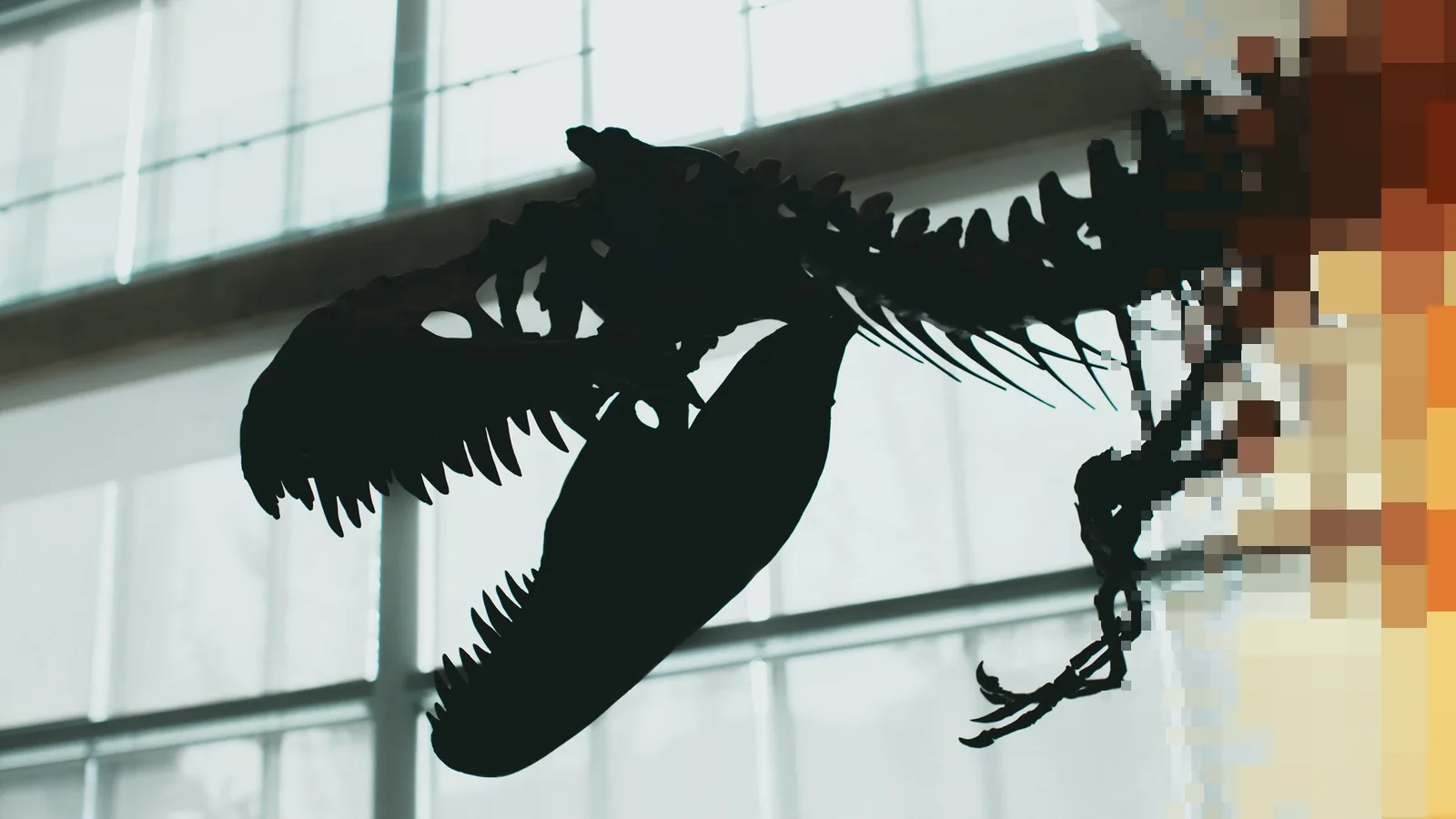 Silhuetten av et dinosaurskjelett med åpent gap og lange tenner mot store vinduer i et lyst museum