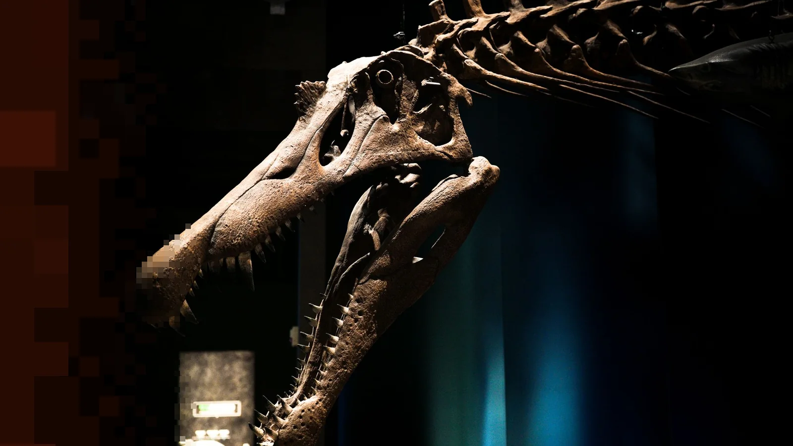 Hodeskallen til en rovdinosaur med lange, spisse tenner, belyst mot en mørk bakgrunn i et museum