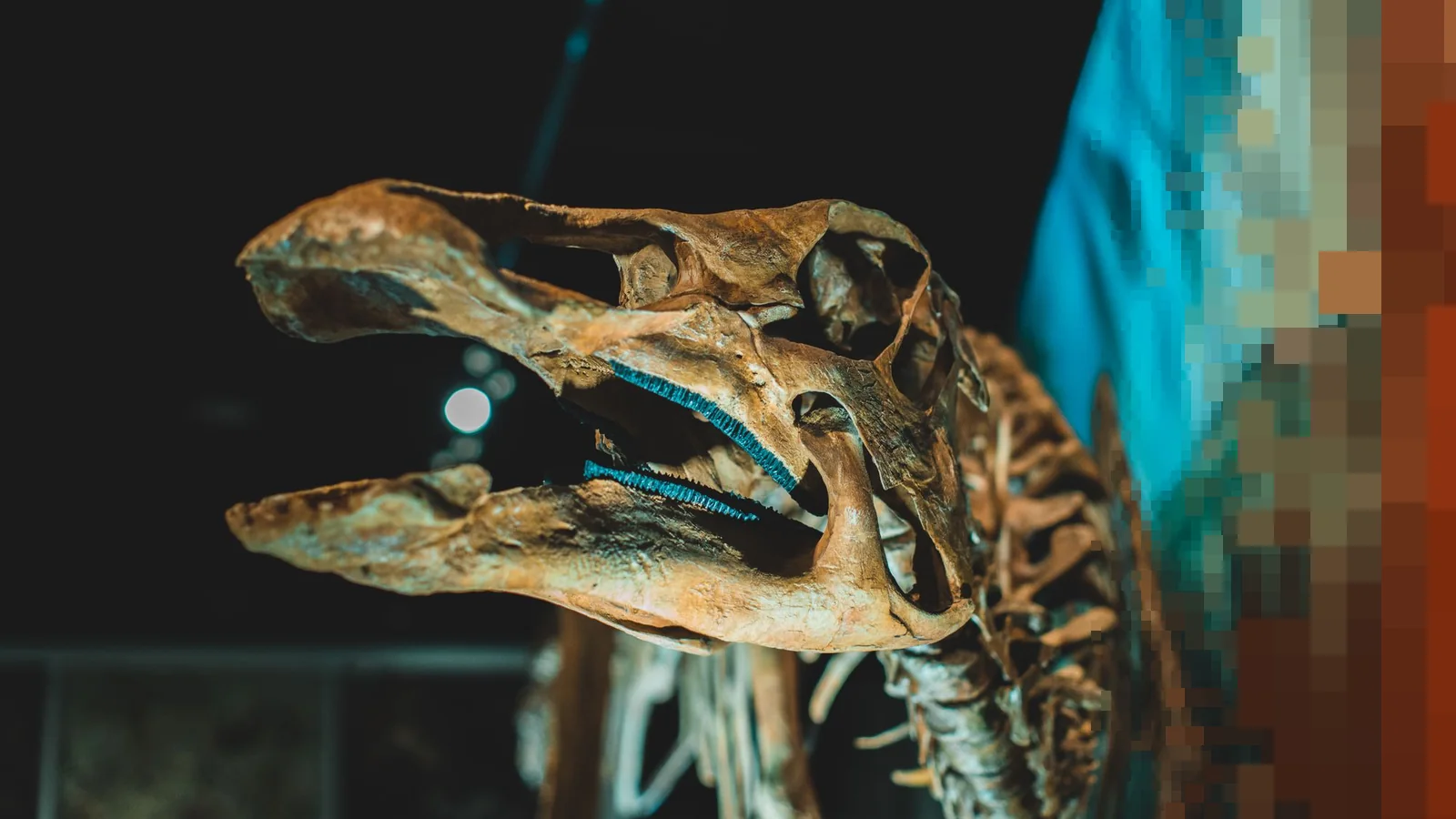 Hodeskallen til et dinosaurskjelett på museum, opplyst mot en mørk sal