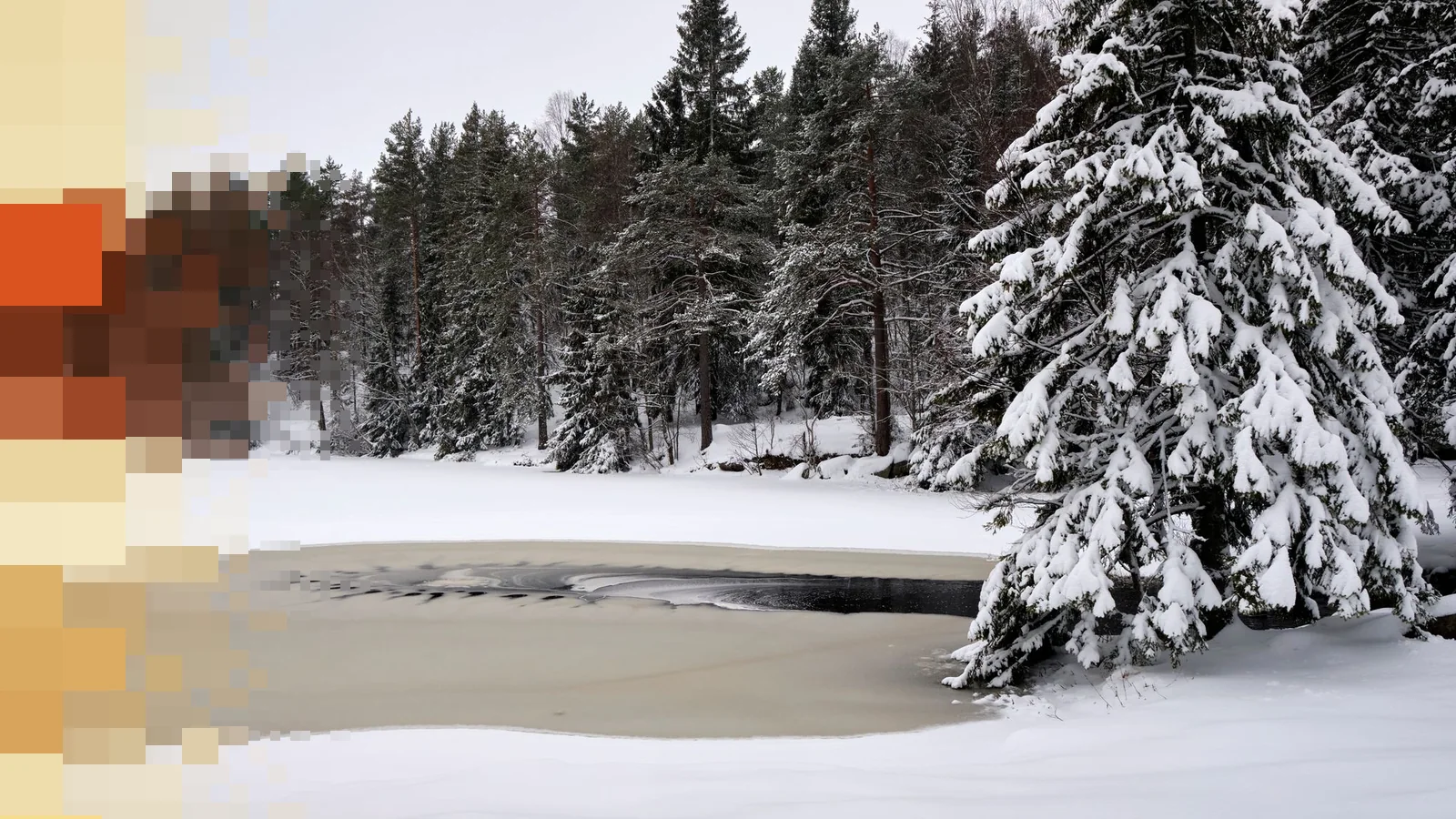 Snødekte grantrær ved et islagt skogsvann en grå vinterdag
