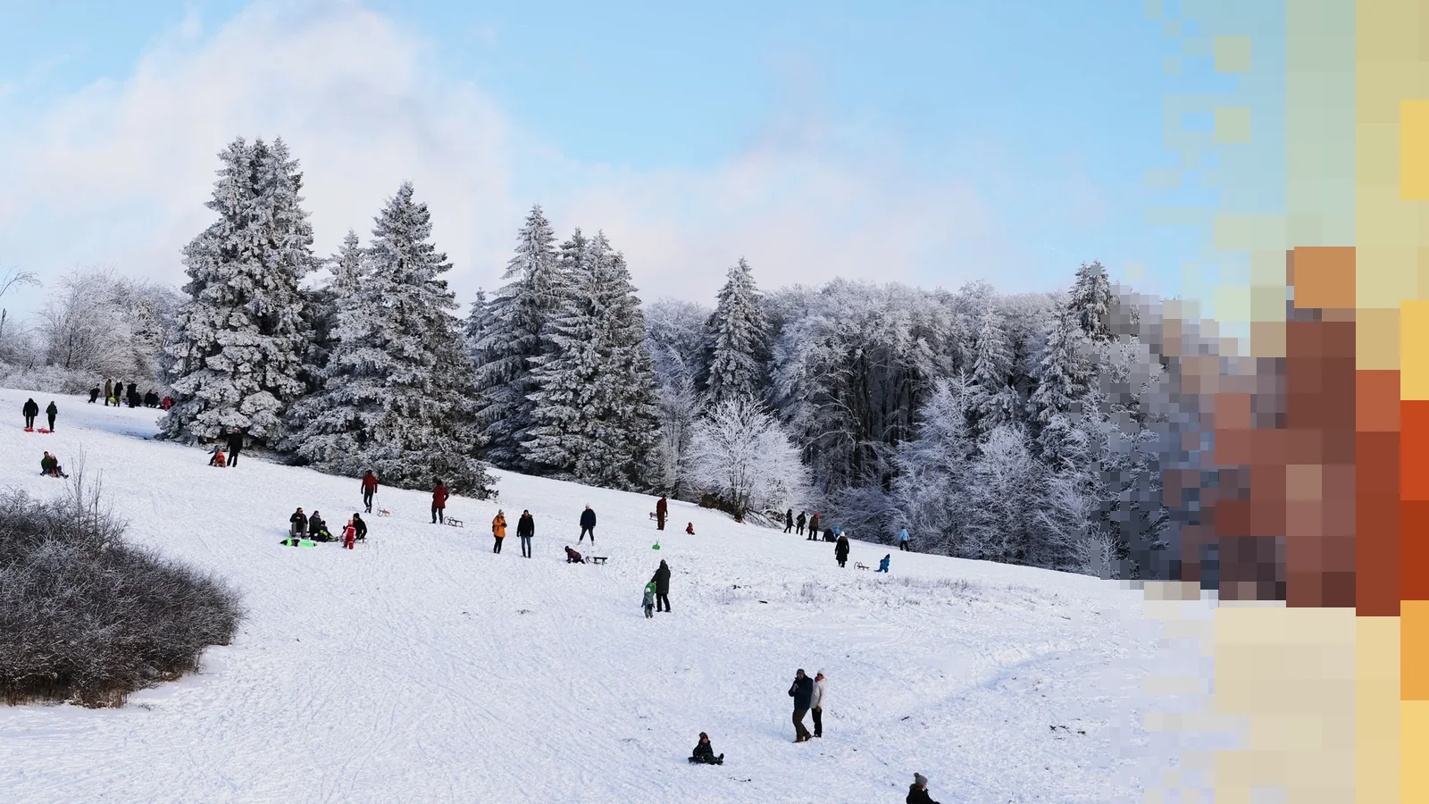 En solfylt akebakke med folk og kjelker spredt utover snøen, under rimfrosne grantrær og blå himmel